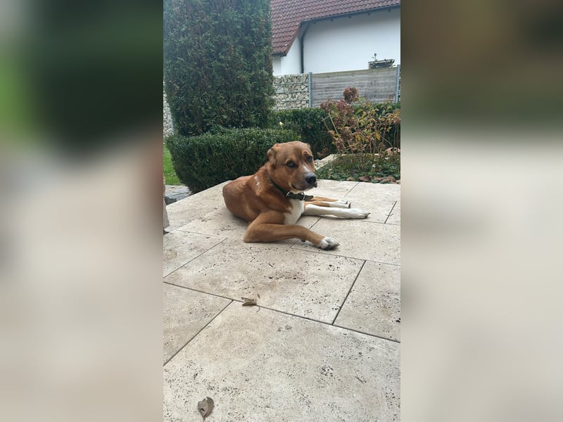 Rüde KIRO sucht sein Zuhause