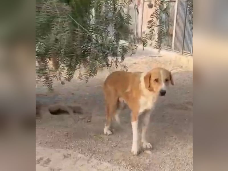Guapo - ein sanfter, schüchterner Riese sucht Menschen mit Erfahrung und Geduld