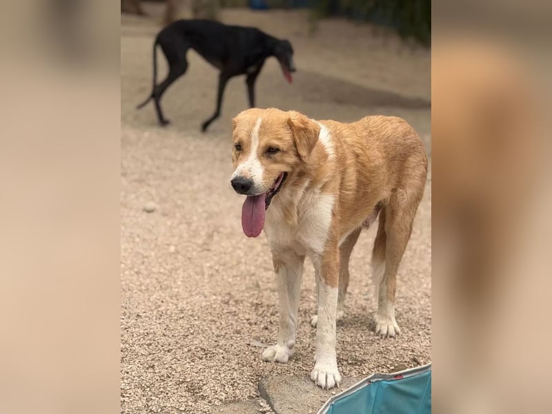 Guapo - ein sanfter, schüchterner Riese sucht Menschen mit Erfahrung und Geduld