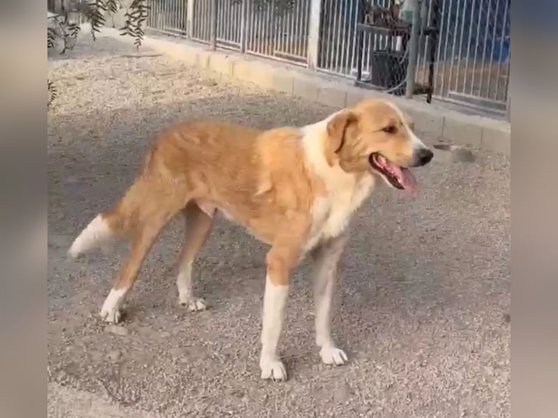 Guapo - ein sanfter, schüchterner Riese sucht Menschen mit Erfahrung und Geduld