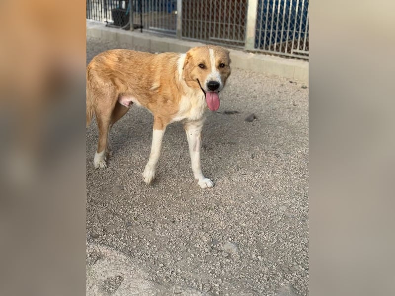 Guapo - ein sanfter, schüchterner Riese sucht Menschen mit Erfahrung und Geduld