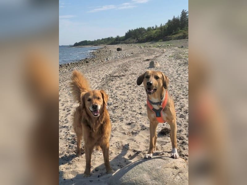Freddi – ein richtig toller Hundekumpel