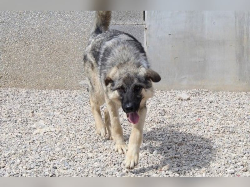 Oksana sucht ein Zuhause