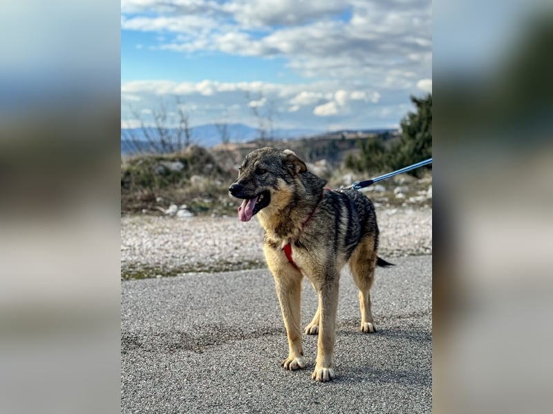 Franky sucht dringend ein Zuhause