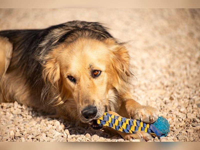 Gulliver wünscht sich ein eigenes Zuhause