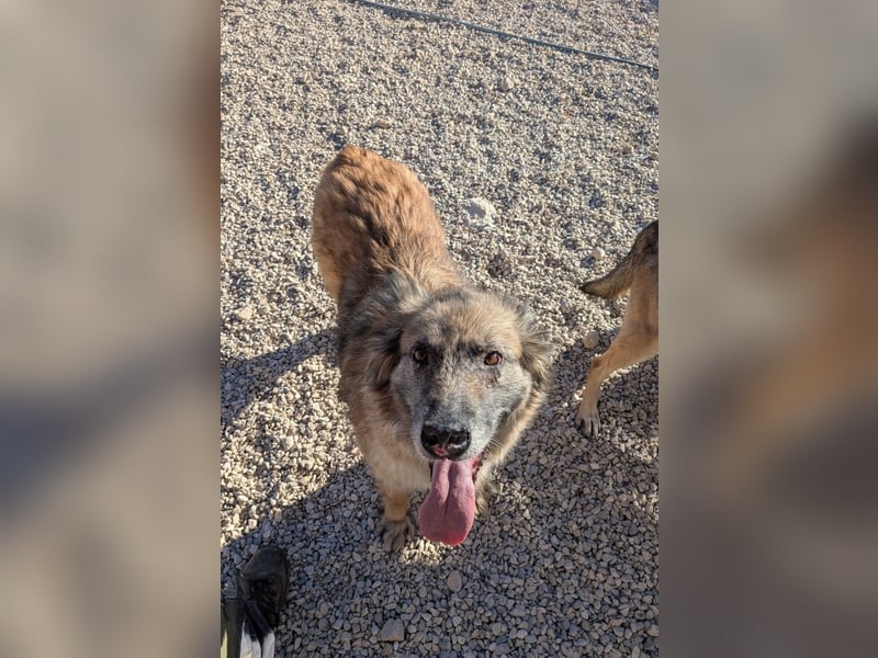 Wilma - Sonnenschein sucht Familie mit Herz