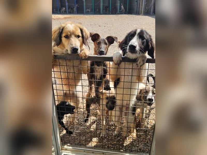 Miss Lotti - flauschiges Fell und großes Beschützerherz