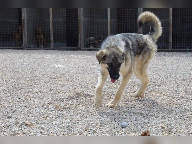 Oksana sucht ein Zuhause