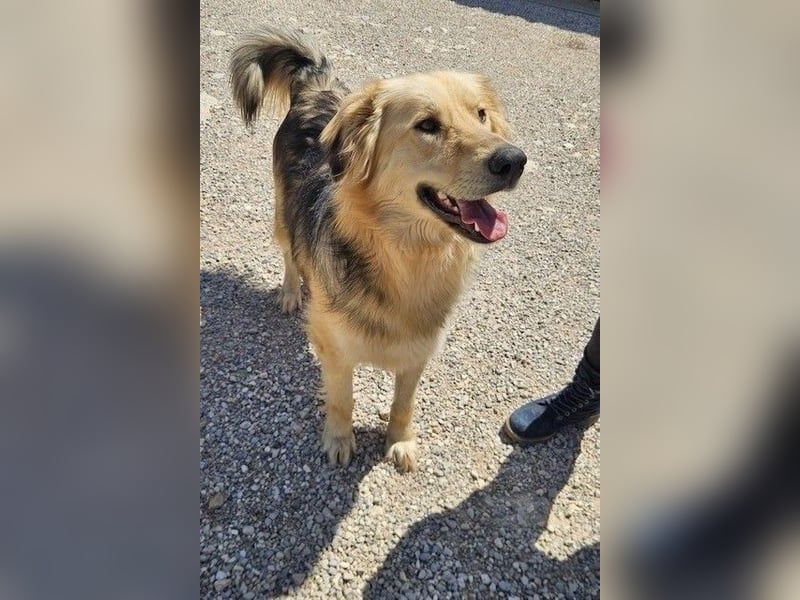 Gulliver wünscht sich ein eigenes Zuhause