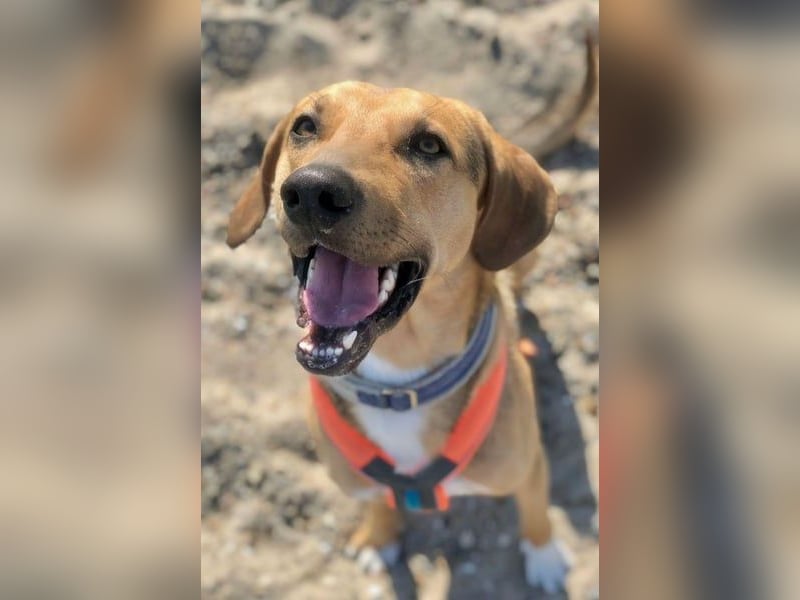 Freddi – ein richtig toller Hundekumpel