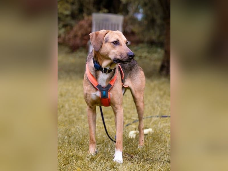 Freddi – ein richtig toller Hundekumpel