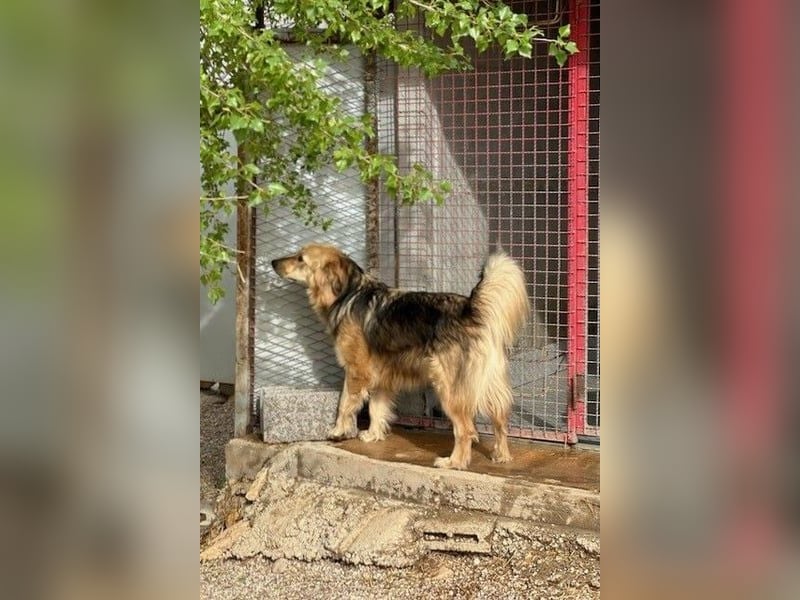 Gulliver wünscht sich ein eigenes Zuhause