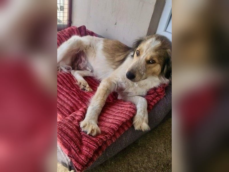 Miss Lotti - flauschiges Fell und großes Beschützerherz