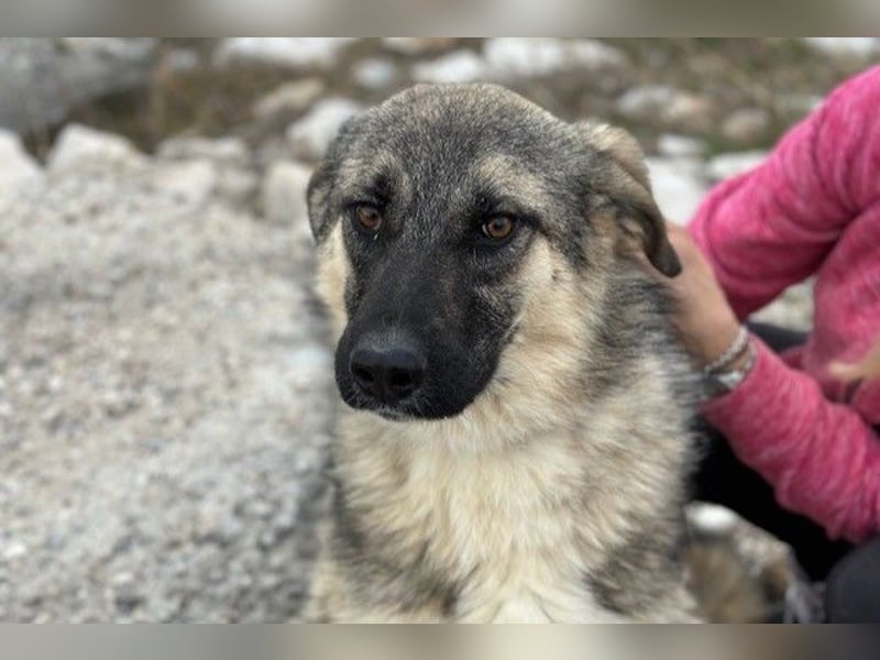 Oksana sucht ein Zuhause