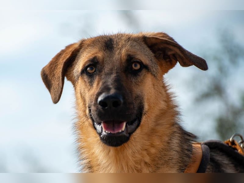 Beethoven: Große Pfoten, großes Glück