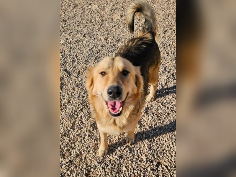 Gulliver wünscht sich ein eigenes Zuhause