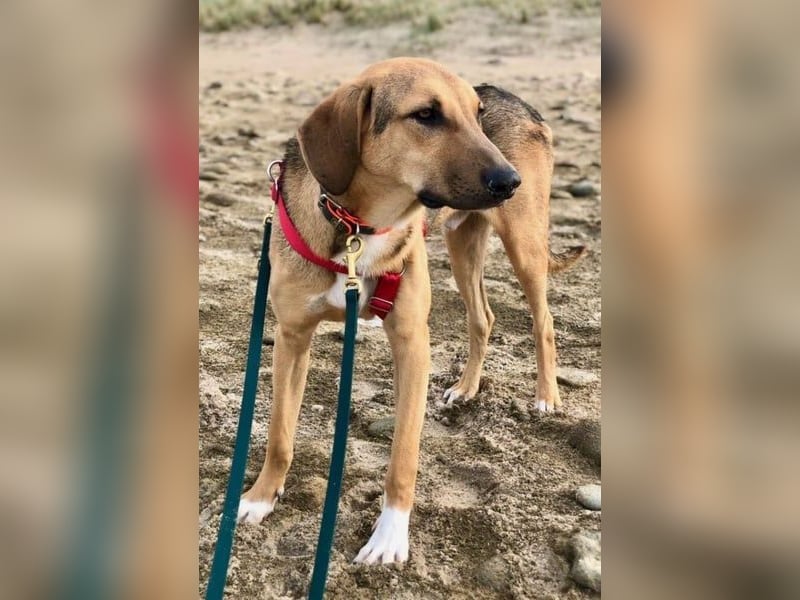 Freddi – ein richtig toller Hundekumpel