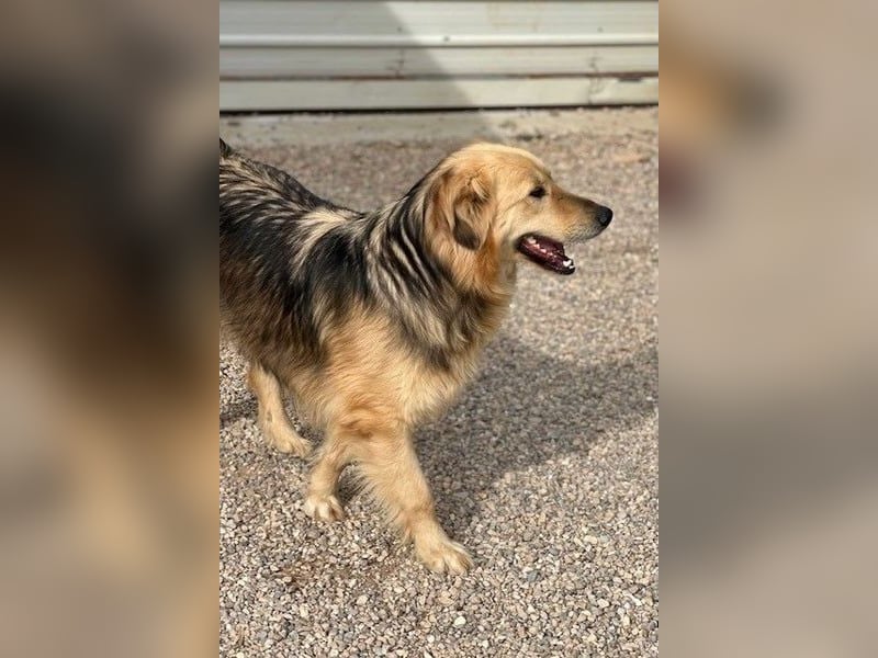 Gulliver wünscht sich ein eigenes Zuhause