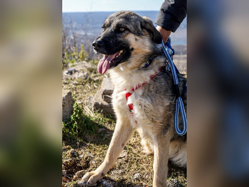 Oksana sucht ein Zuhause