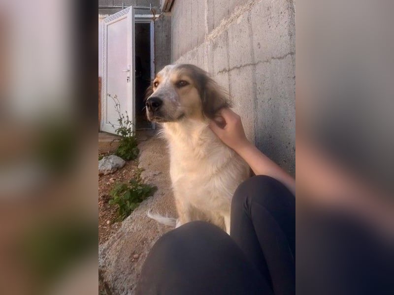 Miss Lotti - flauschiges Fell und großes Beschützerherz