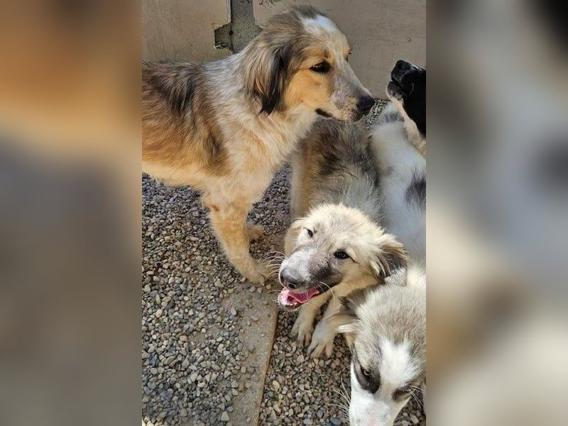 Miss Lotti - flauschiges Fell und großes Beschützerherz
