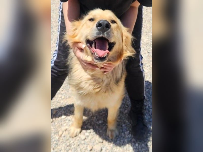 Gulliver wünscht sich ein eigenes Zuhause