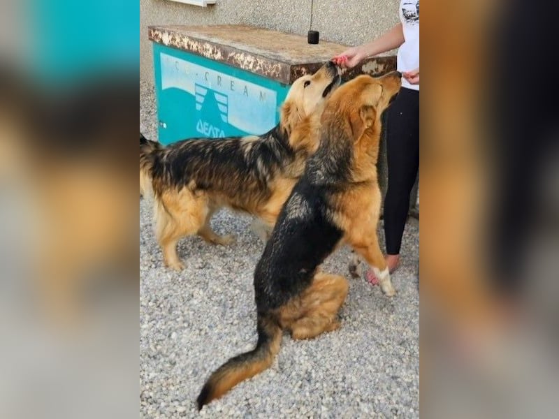 Gulliver wünscht sich ein eigenes Zuhause