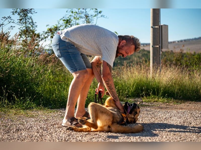 Beethoven: Große Pfoten, großes Glück
