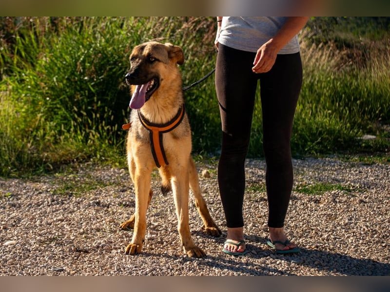 Beethoven: Große Pfoten, großes Glück