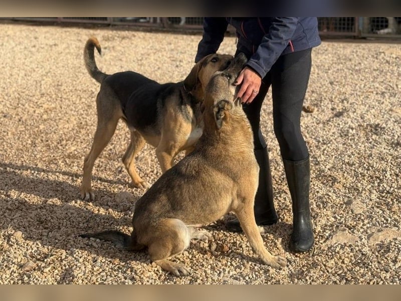 Nuvo – ein Kämpfer mit besonderem Charme sucht ein Zuhause