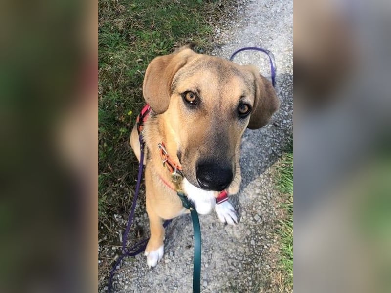 Freddi – ein richtig toller Hundekumpel