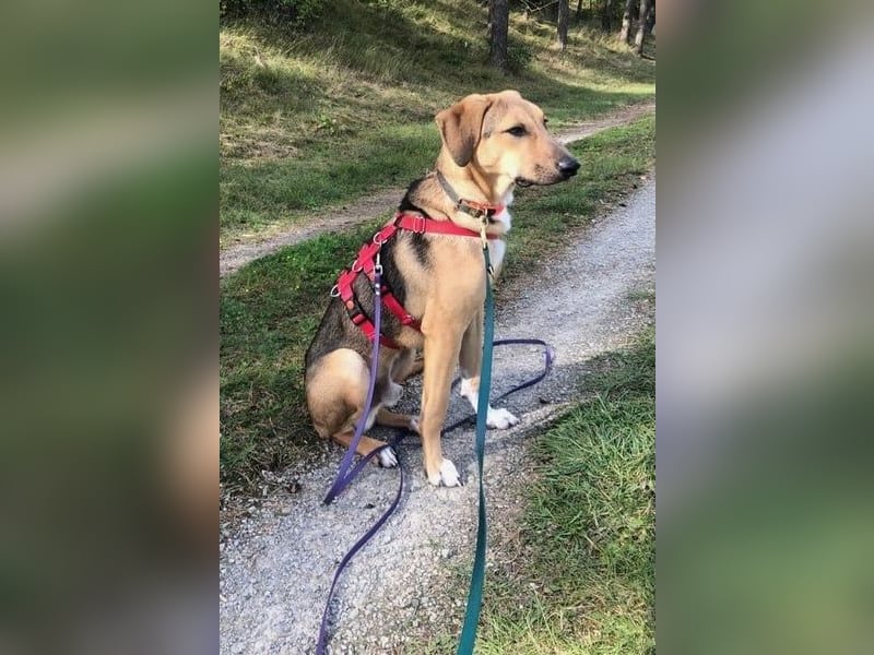 Freddi – ein richtig toller Hundekumpel