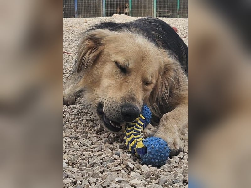 Gulliver wünscht sich ein eigenes Zuhause
