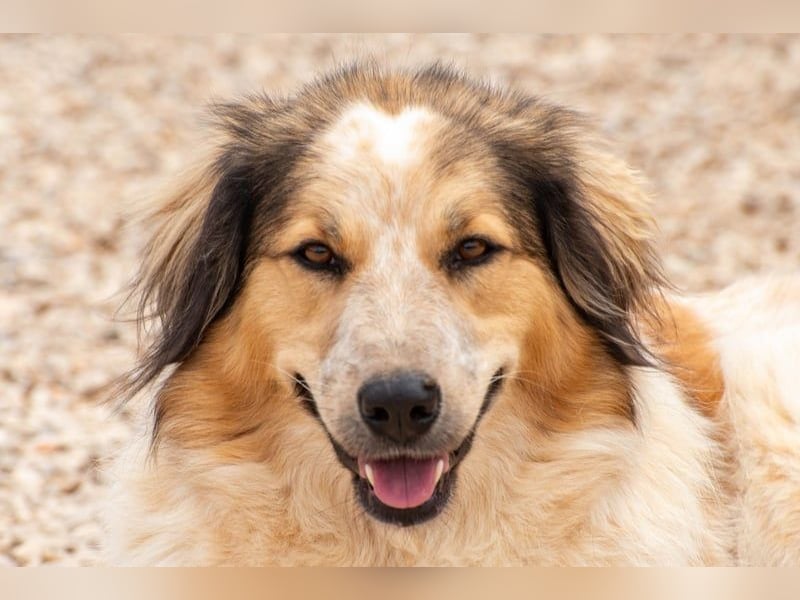 Miss Lotti - flauschiges Fell und großes Beschützerherz