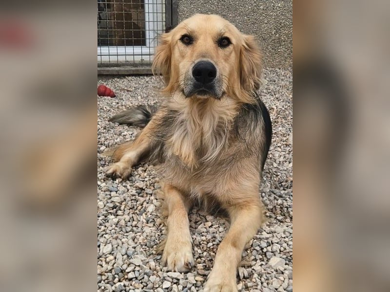 Gulliver wünscht sich ein eigenes Zuhause