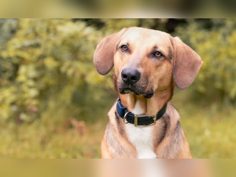 Freddi – ein richtig toller Hundekumpel