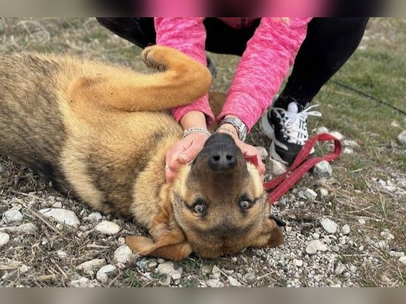 Beethoven: Große Pfoten, großes Glück