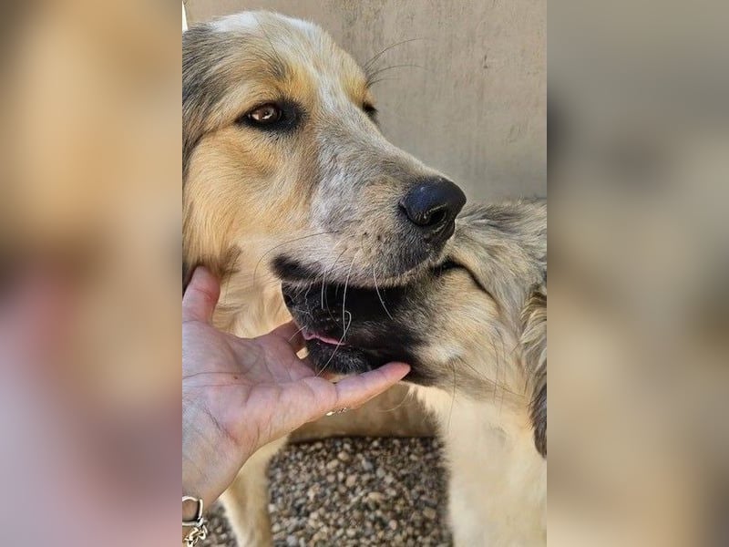 Miss Lotti - flauschiges Fell und großes Beschützerherz