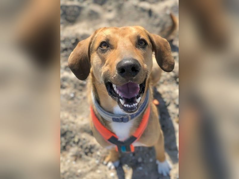 Freddi – ein richtig toller Hundekumpel