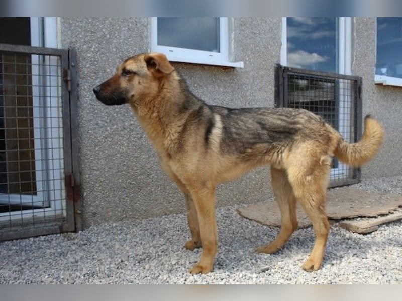 Beethoven: Große Pfoten, großes Glück