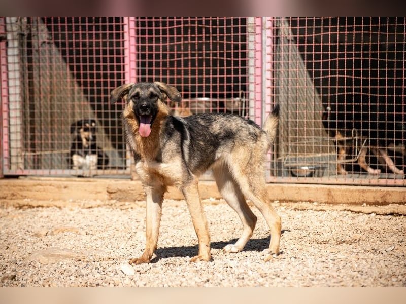 Oksana sucht ein Zuhause