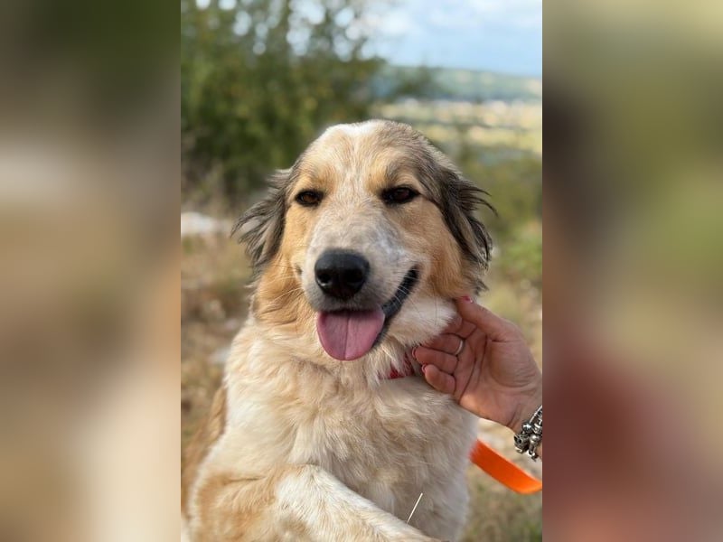Miss Lotti - flauschiges Fell und großes Beschützerherz
