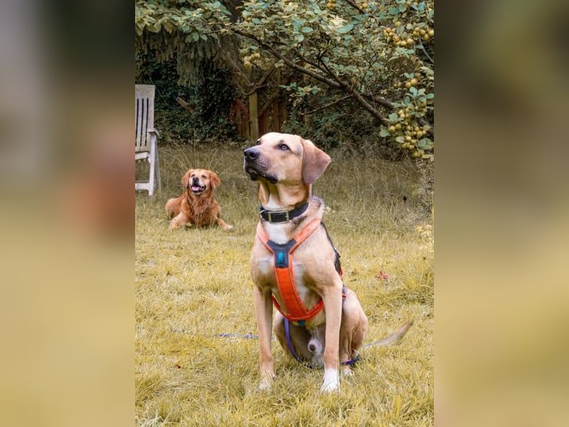 Freddi – ein richtig toller Hundekumpel