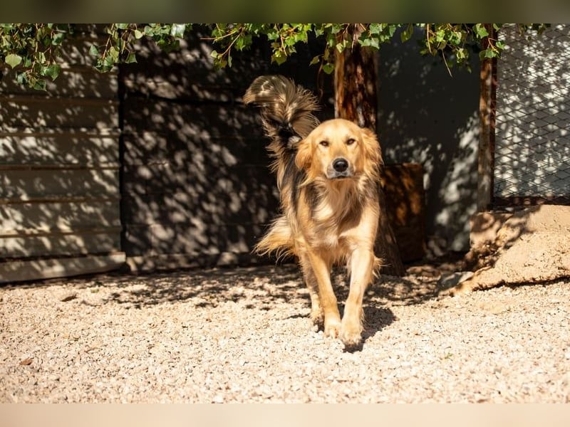 Gulliver wünscht sich ein eigenes Zuhause