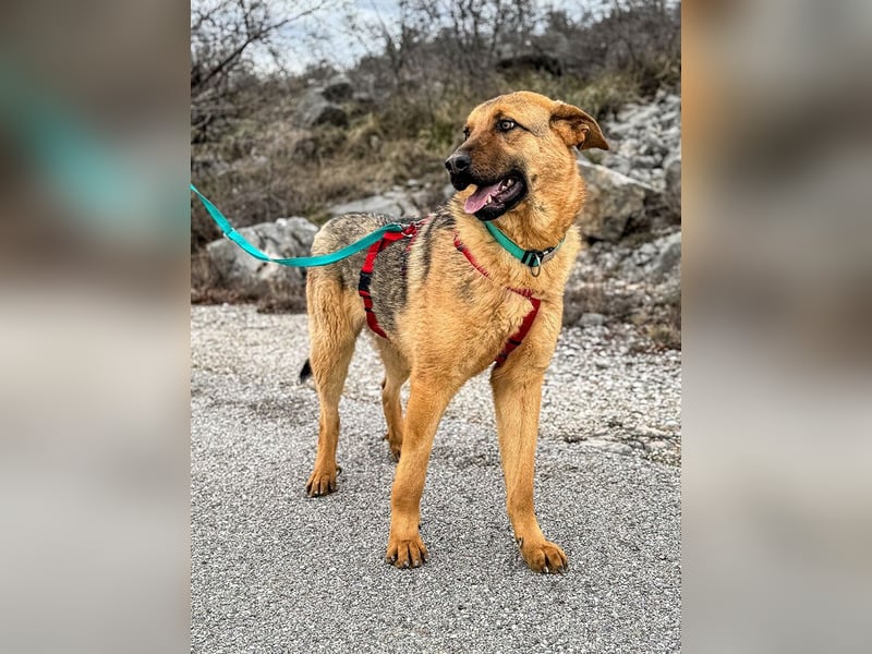 Beethoven: Große Pfoten, großes Glück