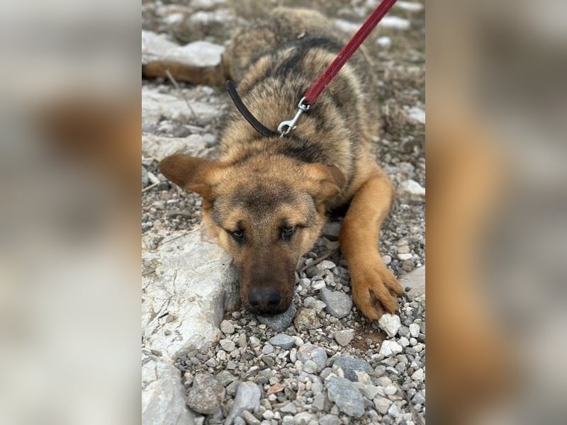 Beethoven: Große Pfoten, großes Glück