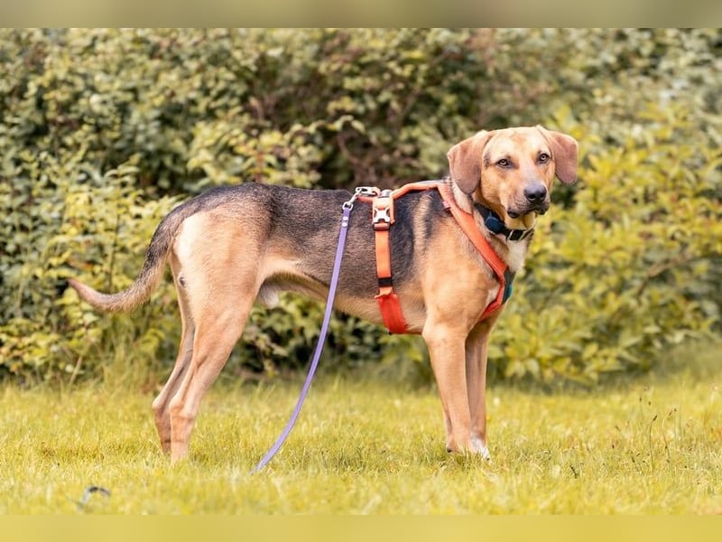 Freddi – ein richtig toller Hundekumpel