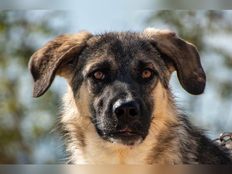 Oksana sucht ein Zuhause