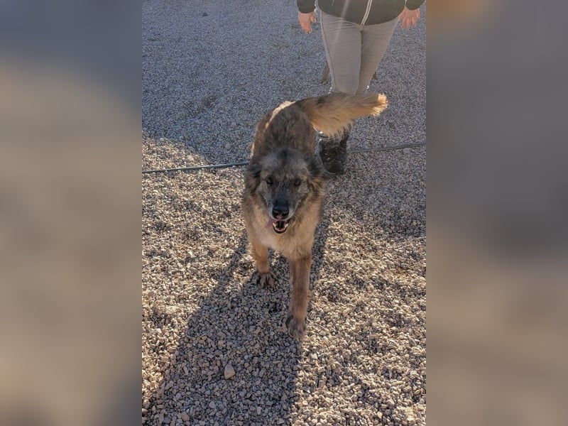 Wilma - Sonnenschein sucht Familie mit Herz