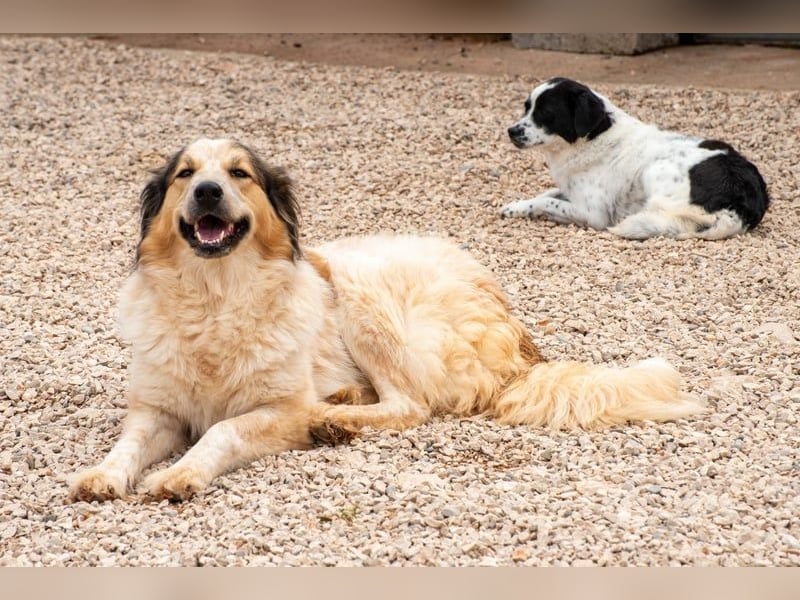 Miss Lotti - flauschiges Fell und großes Beschützerherz